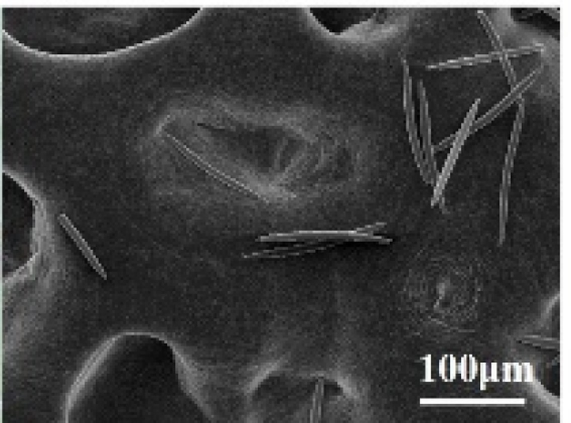 Spicules van de zeespons Haliclona onder de elektronenmicroscoop Spicules van een Haliclona-zeespons onder de elektronenmicroscoop